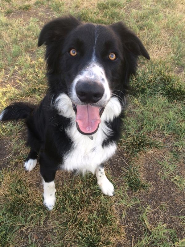 /images/uploads/pets are worth saving/posingforpaws2019/entries/9288thumb.jpg